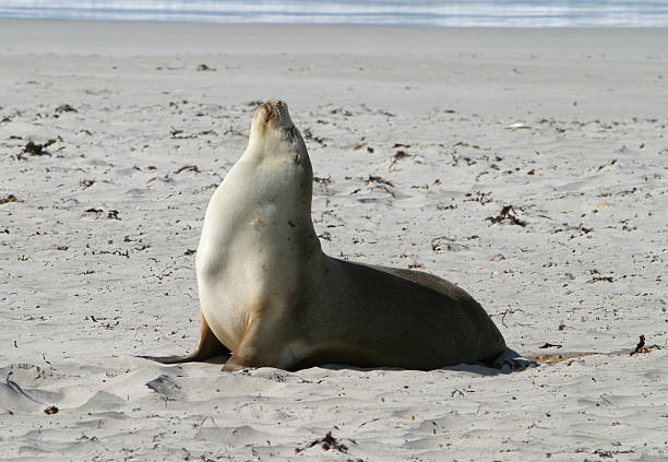 Dominant male puffs out his chest