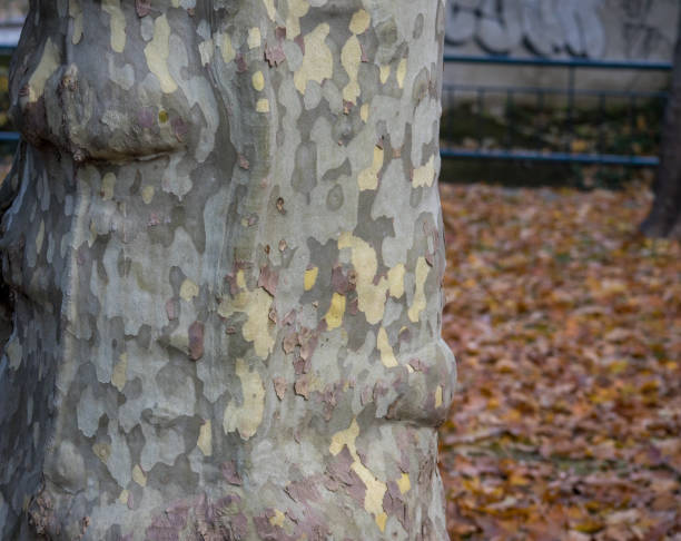 Platanus