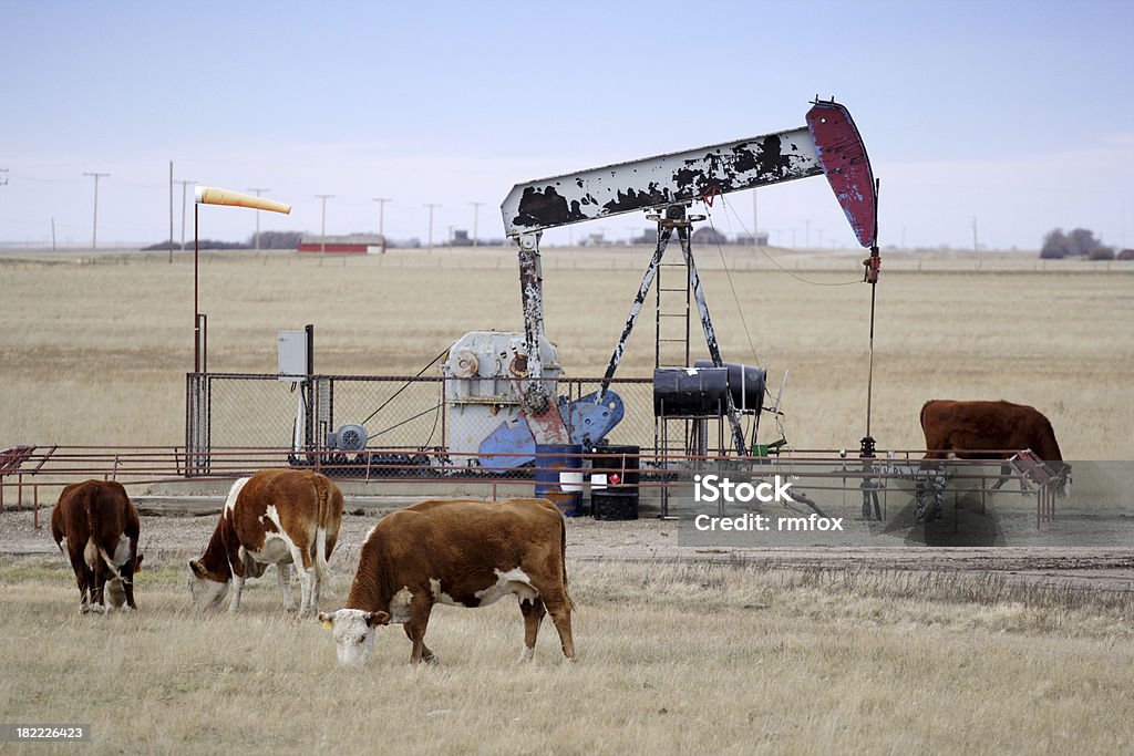 Huile et l'agriculture - Photo de Bovin libre de droits