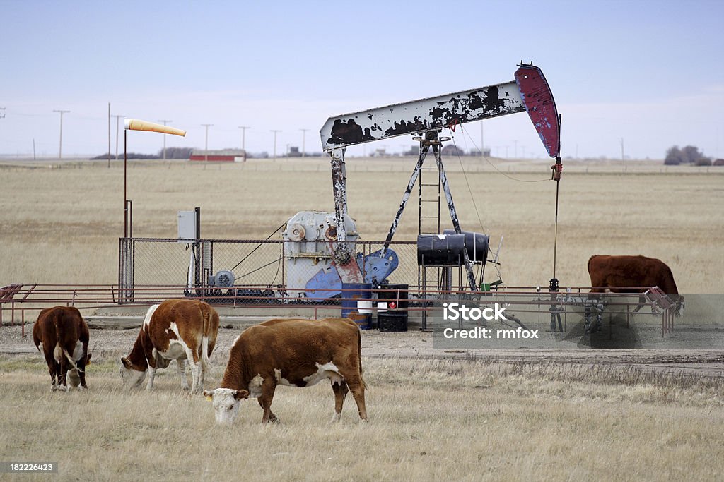 Olio e agricoltura - Foto stock royalty-free di Bovino