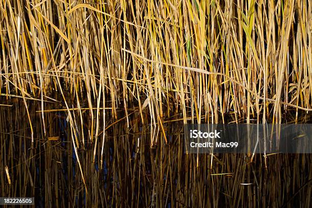 Reed W Wodzie - zdjęcia stockowe i więcej obrazów Austria - Austria, Bez ludzi, Brzeg wody