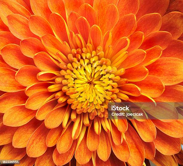 Crisantemo Foto de stock y más banco de imágenes de Flor - Flor, Naranja - Color, Color - Tipo de imagen