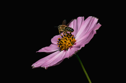 A bee takes off from a pink cosmos flower on a black background