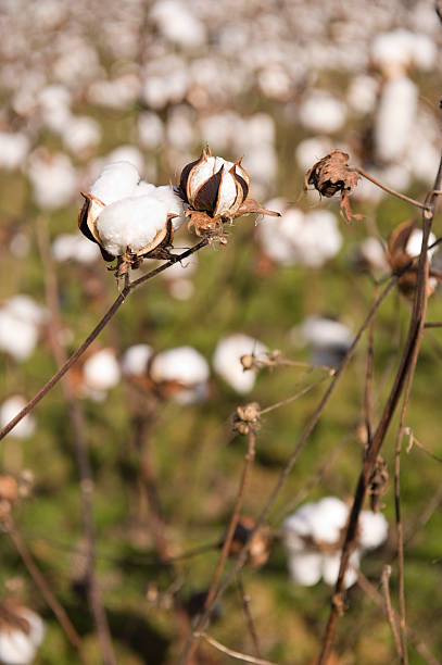 istock Close-up of Cotton Pod 182226663