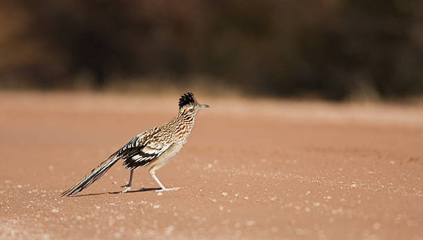 istock Roadrunner Crossing the Road 182226749
