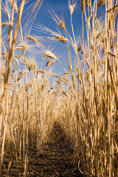 Corn, Zea mays, also called Indian corn or maize, cereal plant of the grass family (Poaceae) and its edible grain. The domesticated crop originated in the Americas and is one of the most widely distributed of the world’s food crops. Corn was first domesticated by native peoples in Mexico about 10,000 years ago