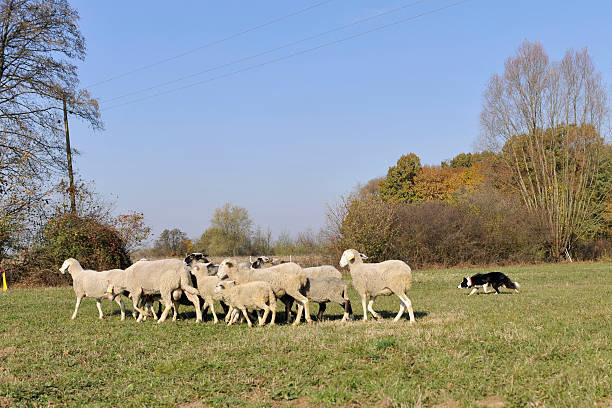 istock Herding flock of sheep 182226779