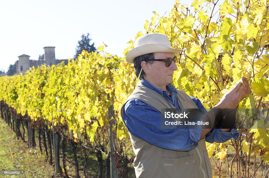 Agricultor na sua vinha - Royalty-free Agricultor Foto de stock