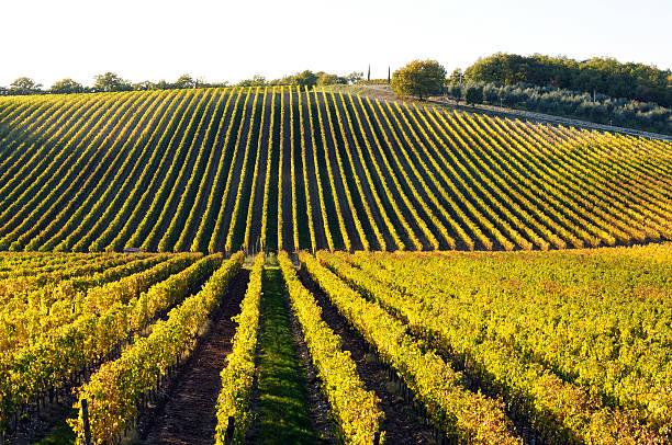 istock Vineyard Landscape in Autumn 182226933
