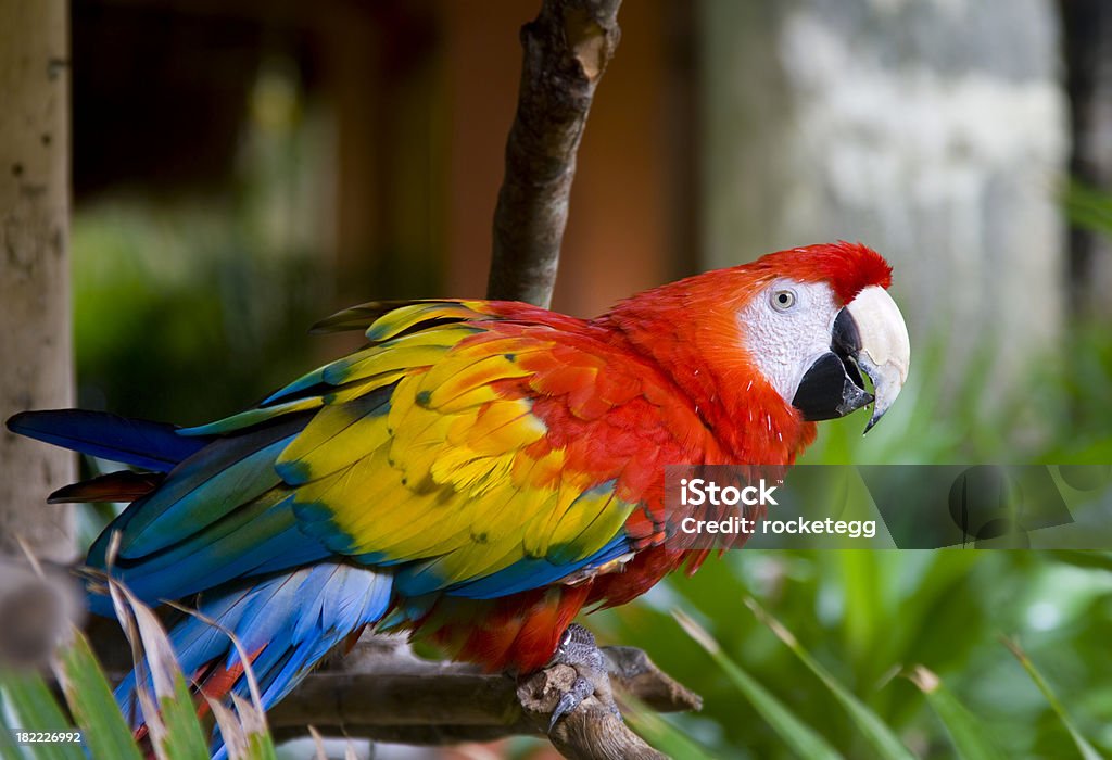 Scarlet Macaw on Perch A Scarlet Macaw on a perch. Costa Rica Stock Photo
