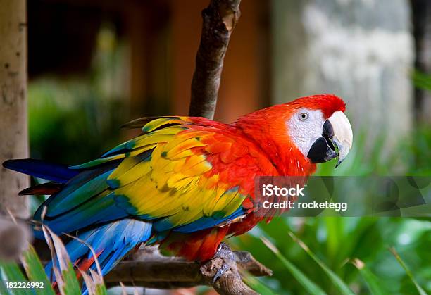 Scarlet Macaw On Perch Stock Photo - Download Image Now - Costa Rica, Macaw, Rainforest