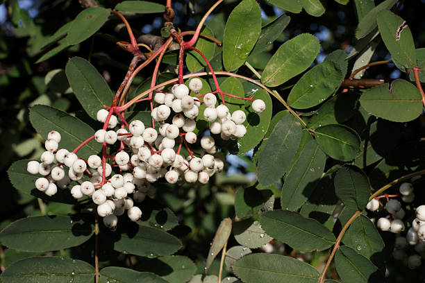 istock Chinese white-berry rowan Sorbus glabrescens 182226998