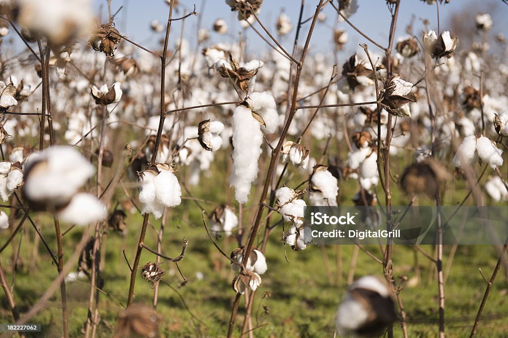 Inside a Cotton Crop A view of a growing cotton crop with shaper focus on the foreground Agricultural Field Stock Photo