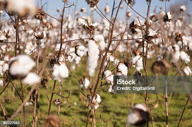 Inside A Cotton Crop Stock Photo - Download Image Now - Agricultural Field, Agriculture, Blossom