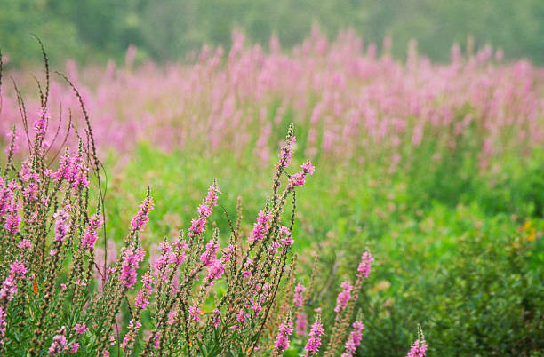 Purple Loosestrife Flowers "Purple Loosestrife (Lythrum salicaria) is an invasive species in North America  Massachusetts, USAMORE WILDFLOWERS" lythrum salicaria purple loosestrife stock pictures, royalty-free photos & images