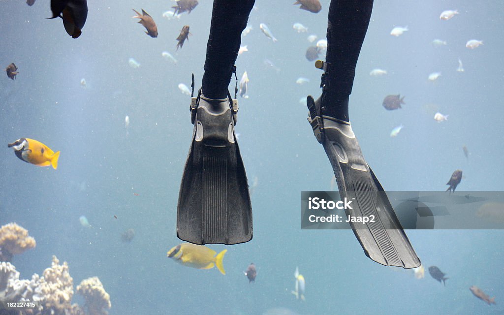 Buceador buceo - Foto de stock de Acuario - Recinto para animales en cautiverio libre de derechos