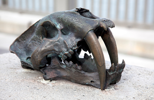 Bronze sabertooth tiger skull on bench. Horizontal. 