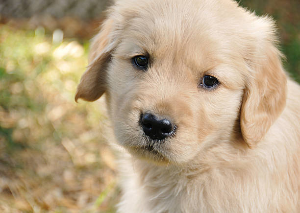 istock Golden Retriever Puppy 182227550