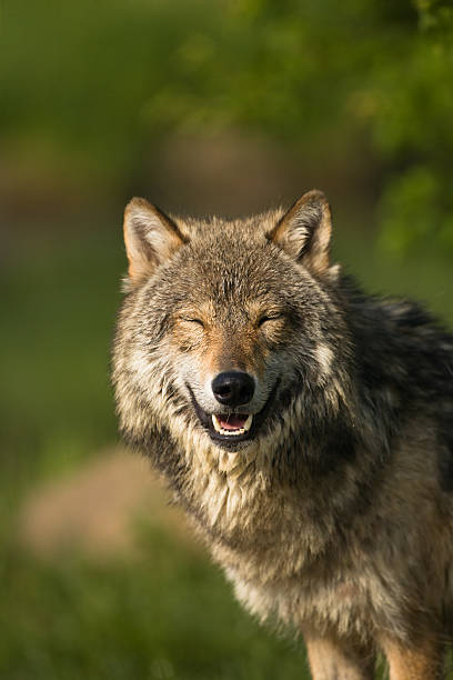 Smiling vertical gray wolf portrait amongst summer foliage. stock photo