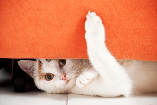 Cat hiding under furniture.See more of my cats: