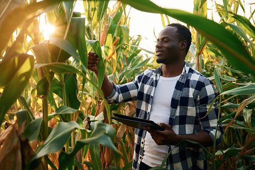 Black notepad is in hands. Young African American man is standing in the cornfield at daytime.