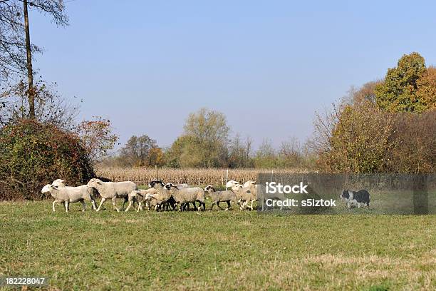 Foto de Arrebanhar e mais fotos de stock de Agricultura - Agricultura, Ajardinado, Animal