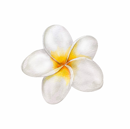 Watercolor illustration - tropical flower plumeria. isolated on white background. For textile, wallpaper, cosmetics design.