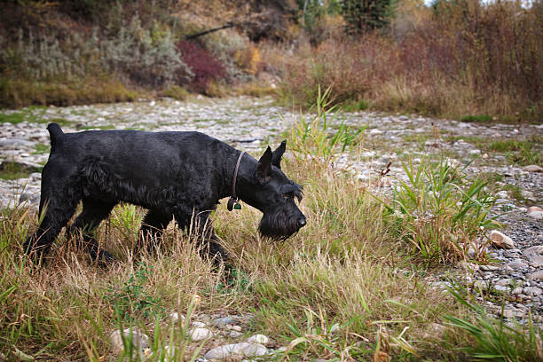 schnauzers géants de la recherche - giant schnauzer photos et images de collection