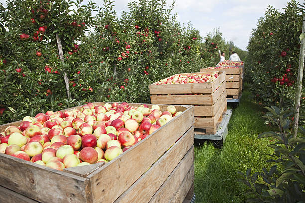 Orchard # 77 XXXL