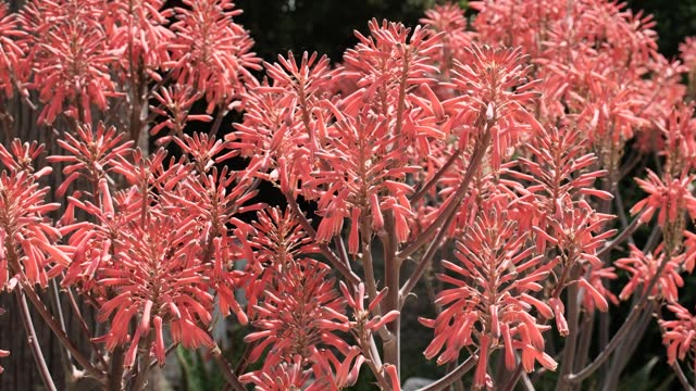 Aloe spotted in Argentina, ornamental gardening and landscape design