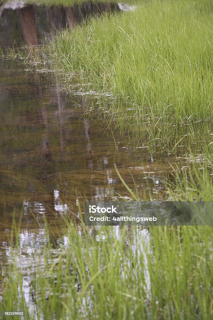 Tall Grass in a Pond of Yosemite National Park Tall grass in a pond in Yosemite National ParkView more images like this: California Stock Photo