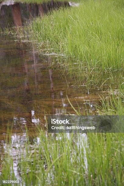 Tall Grass In A Pond Of Yosemite National Park Stock Photo - Download Image Now - California, Grass, Green Color