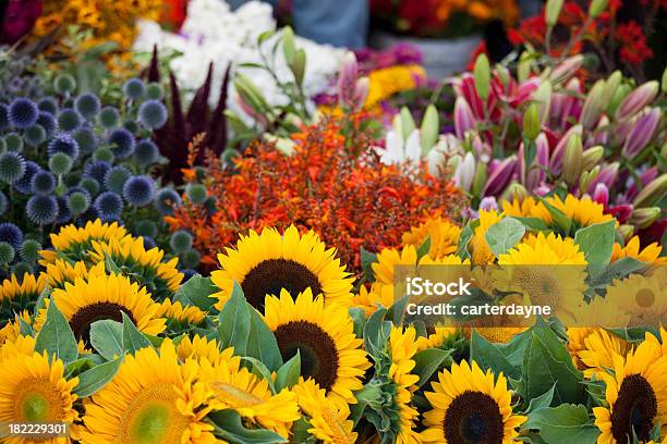 生花のファーマーズマーケットシアトル - ヒマワリのストックフォトや画像を多数ご用意 - ヒマワリ, 商売場所 市場, 春
