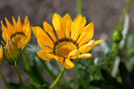 Decorative yellow perennial in summer.