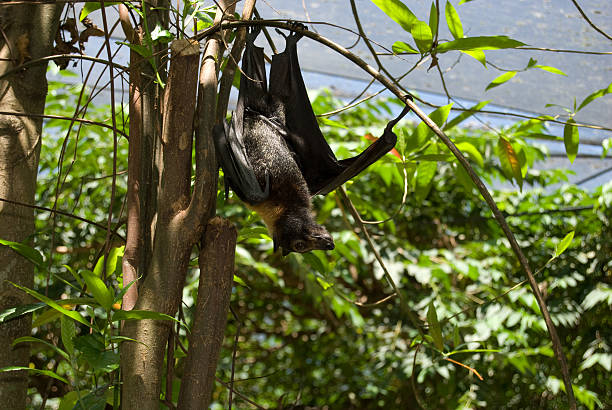 australian pipistrello della frutta - bat fruit bat mammal australia foto e immagini stock