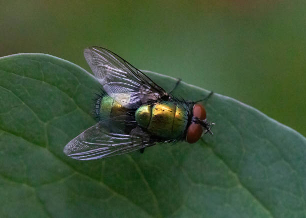 Free Stock Photo of Fly Resting on a Green Leaf | Download Free Images ...