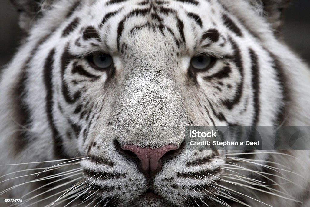 Tiger's Face A full-frame shot of a tiger's face Tiger Stock Photo