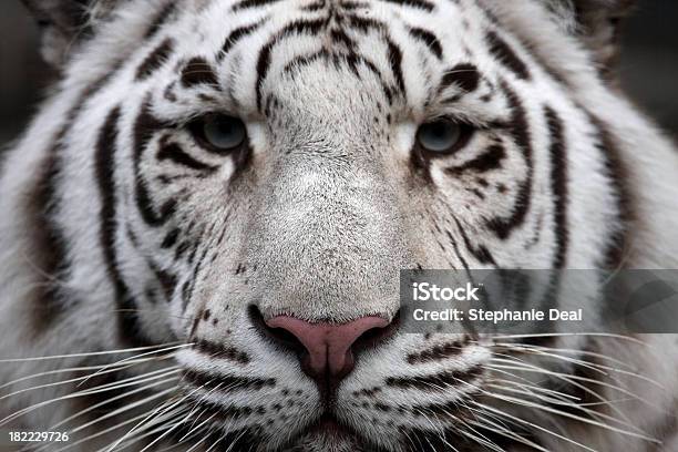 Tigers Face Stock Photo - Download Image Now - Tiger, Animal Head, White Tiger