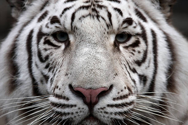 Rosto de Tigre - fotografia de stock