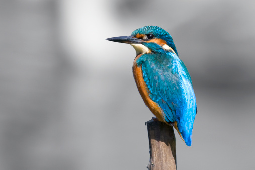 A Closeup shot of a common kingfisher bird on a branch.