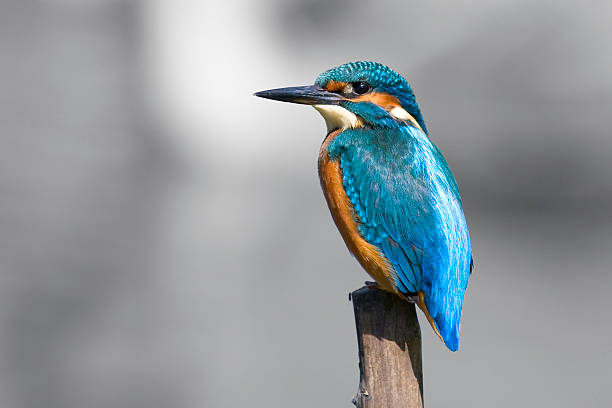 kingfisher (alcedo atthis) - guarda rios - fotografias e filmes do acervo