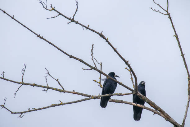 istock Crow (Corvus cornix) Eurasian bird of the crow genus 1822298519