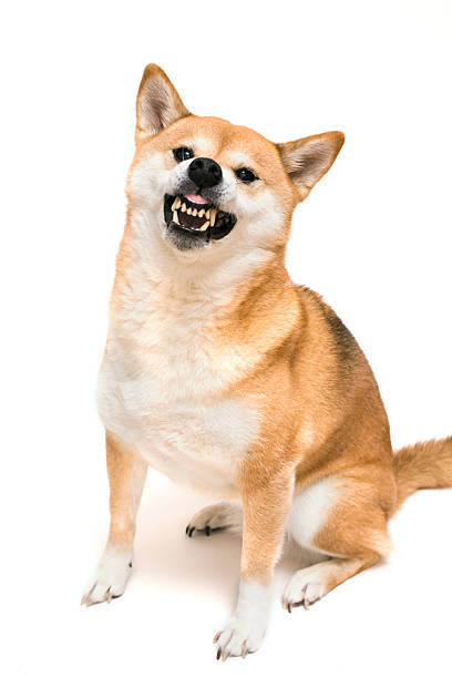 Angry Shiba Inu isolated on white Angry dog showing teeth and growling snarling photos stock pictures, royalty-free photos & images