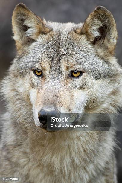 Wunderschöne Wolf Stockfoto und mehr Bilder von Europäischer Wolf - Europäischer Wolf, Porträt, Wolf