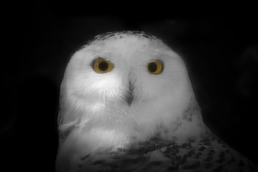 Front view of Snowy Owl face looking directly at viewer