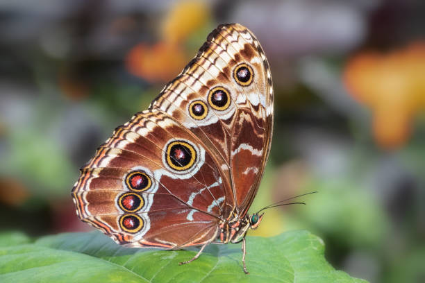 istock Closeup of Blue Morpho butterfly underwings 1822299113
