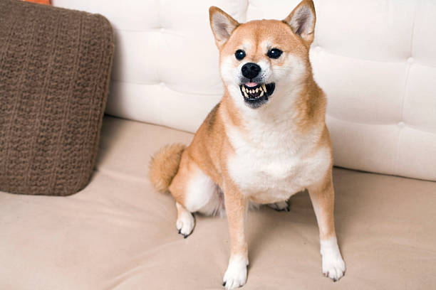 Angry Shiba Inu guarding sofa stock photo