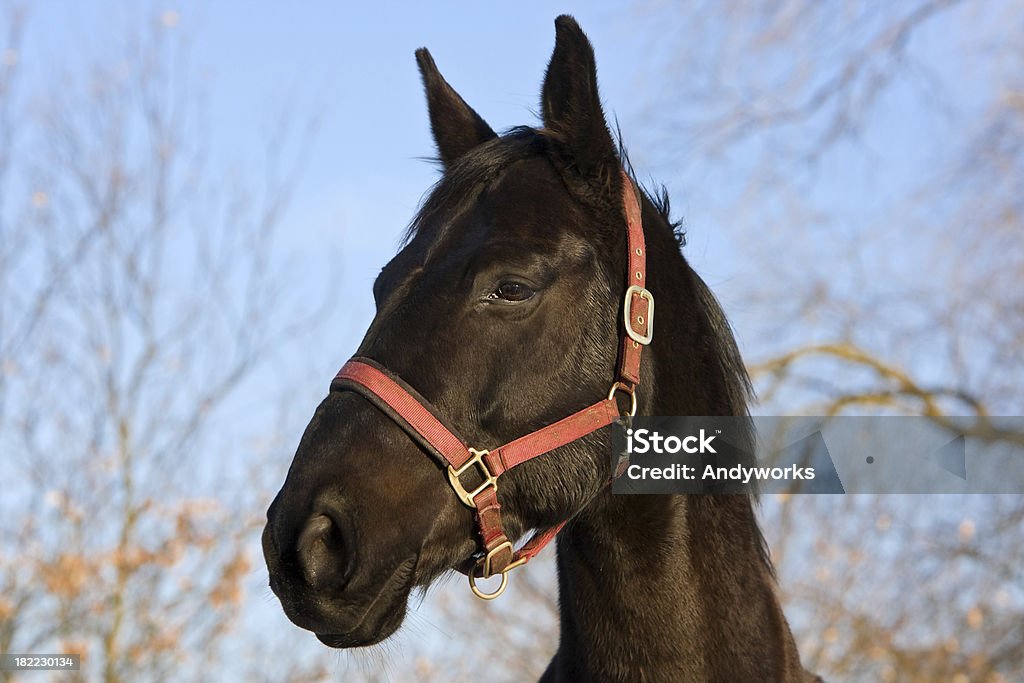 Wunderschöne Horse - Lizenzfrei Blau Stock-Foto