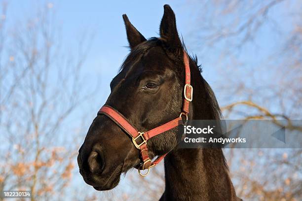 Wunderschöne Horse Stockfoto und mehr Bilder von Blau - Blau, Braun, Dunkel