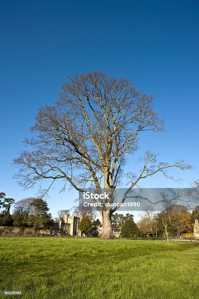Старинный Голое дерево - Стоковые фото Англия роялти-фри
